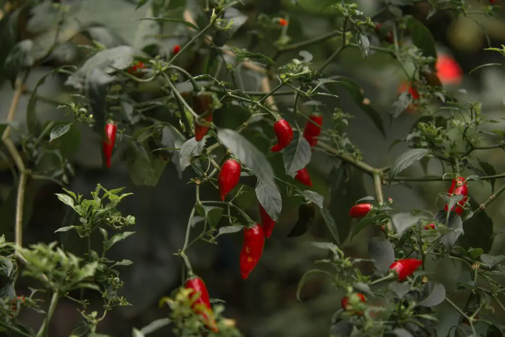 種植辣椒常見病蟲害與防治