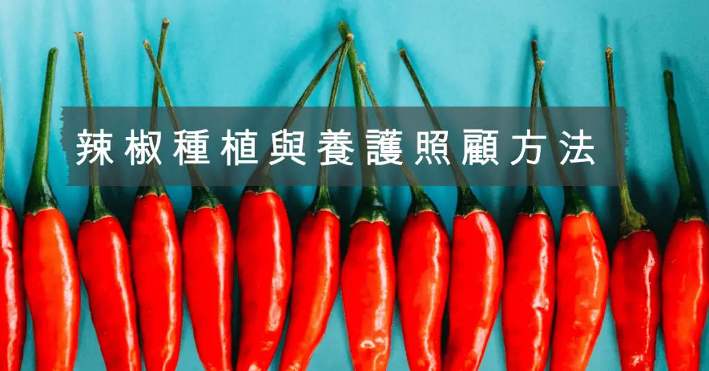 辣椒種植與養護照顧方法