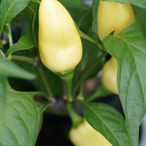 【甜椒種植盆栽】Cobra chili 獨家秘訣與技巧：打造自家甜椒的絕對鮮美與辣度