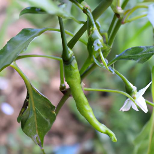 了解辣椒的生命週期：從開花到結果