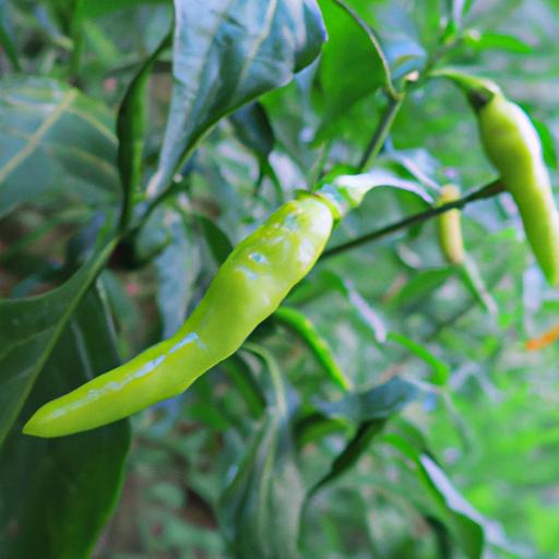 辣椒容易種植嗎？了解辣椒的栽培方法和簡單技巧