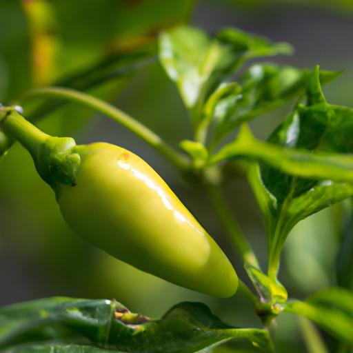 辣椒結果施肥資訊大揭秘：打造豐盛辣椒收成的關鍵