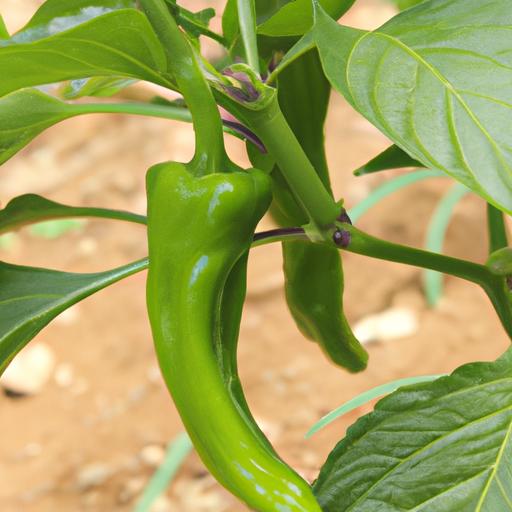 Manganji green pepper 青龍糯米椒種植指南：了解這種獨特辣椒的種植技巧